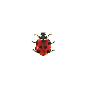 Lucky Ladybug Tattoo - Set of 2