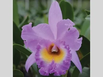 Orchid artists oil color